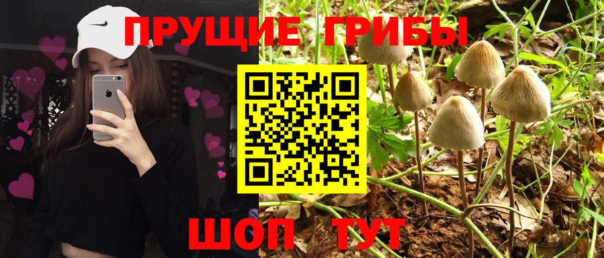 Псилоцибиновые грибы Psilocybine cubensis  купить наркотики цена  Нововоронеж  Вход с VPN 